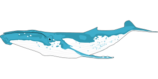 animal-159277_960_720