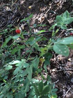 20614565_10212453894794939_1120733620_n