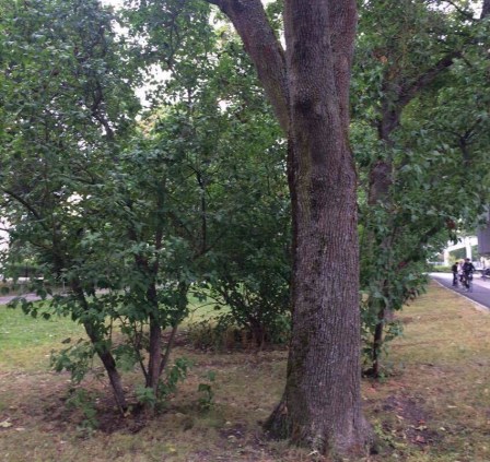 21733653_10212155902669673_331523157_o