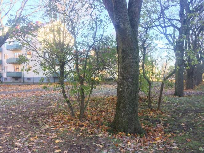 23599895_10212590395331718_2093463242_o